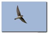 Oeverzwaluw - Sand Martin