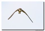 Oeverzwaluw - Sand Martin