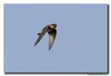 Oeverzwaluw - Sand Martin