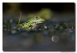 Groene-kikker