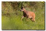Ree - Roe deer