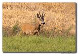 Ree - Roe deer