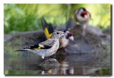 Putter - Goldfinch