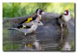 Putter - Goldfinch