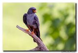 Roodpootvalk - Red-footed Falcon