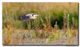 Blauwe Reiger - Grey Heron