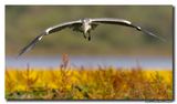 Blauwe Reiger - Grey Heron