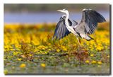 Blauwe Reiger - Grey Heron