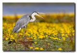 Blauwe Reiger - Grey Heron