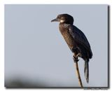 Dwergaalscholver -Pygmy Cormorant