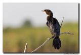 Dwergaalscholver -Pygmy Cormorant