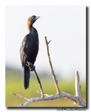 Dwergaalscholver -Pygmy Cormorant