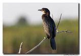 Dwergaalscholver -Pygmy Cormorant