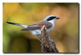 Grauwe Klauwier - Red-backed Shrike