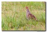 Patrijs - Grey Partridge