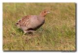 Patrijs - Grey Partridge