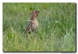 Kwartel - Common Quail