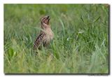 Kwartel - Common Quail