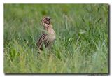 Kwartel - Common Quail