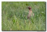 Kwartel - Common Quail
