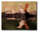 Nachtegaal - Nightingale