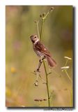 Roodborsttapuit - Stonechat
