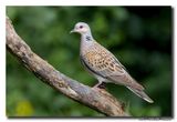 Zomertortel - Turtle Dove
