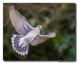 Zomertortel - Turtle Dove