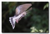 Zomertortel - Turtle Dove
