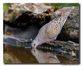 Zomertortel - Turtle Dove