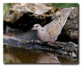 Zomertortel - Turtle Dove