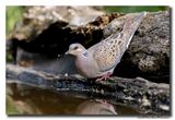 Zomertortel - Turtle Dove