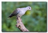 Zomertortel - Turtle Dove
