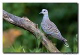 Zomertortel - Turtle Dove