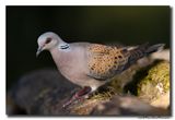Zomertortel - Turtle Dove