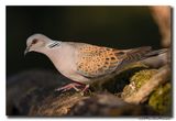 Zomertortel - Turtle Dove