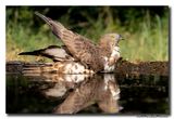 Wespendief - Honey-buzzard
