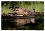 Wespendief - Honey-buzzard