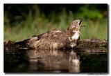 Wespendief - Honey-buzzard