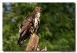 Wespendief - Honey-buzzard