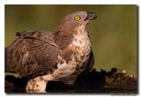 Wespendief - Honey-buzzard