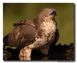 Wespendief - Honey-buzzard
