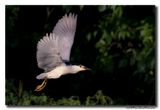 Kwak - Black-crowned Night-Heron