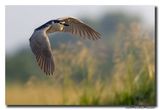 Kwak - Black-crowned Night-Heron