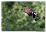 Hop - Hoopoe