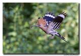 Hop - Hoopoe