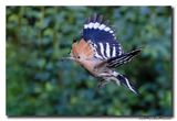 Hop - Hoopoe