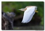 Ralreiger - Squacco Heron