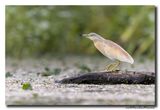 Ralreiger - Squacco Heron