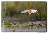 Ralreiger - Squacco Heron